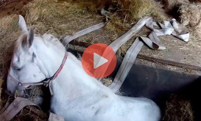 Η συγκινητική στιγμή που ένας ιδιοκτήτης αλόγου λέει στο αυτί του «να μην πεθάνει» | Βίντεο με Ζώα