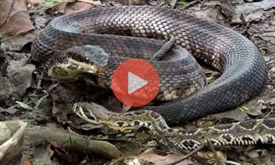 Βίντεο με Φίδια | Τα καλύτερα βίντεο με πρωταγωνιστές τα Φίδια