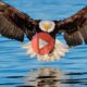 H επίθεση από αετό σε ψαρά | Βίντεο με Ζώα