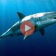 Δείτε πως κοιμούνται οι καρχαρίες | Βίντεο με Καρχαρίες