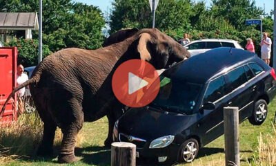 Ελέφαντας νευρίασε και τους σήκωσε το αμάξι στον αέρα | Βίντεο με Ελέφαντες