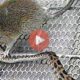 Το φίδι προσπαθεί να καταβροχθίσει ένα μικρό τρωκτικό όμως ο ποντικός επιτίθεται και αναγκάζει το φίδι να τραπεί σε φυγή | Βίντεο με Ποντίκια