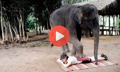 Ο Ελέφαντας που κάνει μασάζ σε γυναίκες | Βίντεο με Ελέφαντες