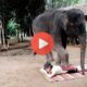 Ο Ελέφαντας που κάνει μασάζ σε γυναίκες | Βίντεο με Ελέφαντες