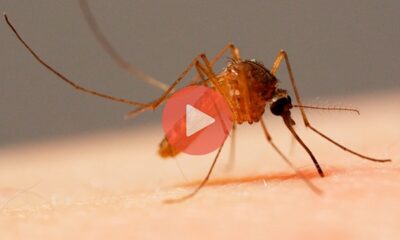 Τι συμβαίνει κάτω από το δέρμα όταν μας τσιμπάει κουνούπι