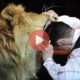 Βίντεο με Επιθέσεις Άγριων Ζώων σε Ανθρώπους | Λιοντάρια επιτίθενται στους εκπαιδευτές τους την ώρα της παράστασης