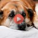 Σκύλος «θρηνεί» τον νεκρό αδερφό του | Βίντεο με Σκυλιά