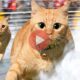 Όταν οι γάτες κάνουν drifting | Βίντεο με Γάτες