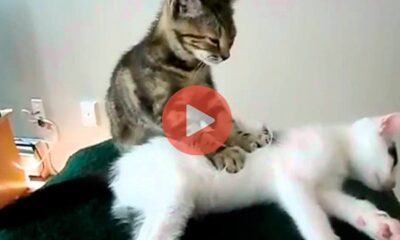 To viral video που έριξε το διαδίκτυο Γάτες κάνουν μασάζ και ξετρελένουν | Βίντεο με Γάτες
