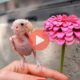 Viral ο «γυμνός» παπαγάλος που αλωνίζει «τρέχοντας» όλο το σπίτι | Βίντεο με Παπαγάλους
