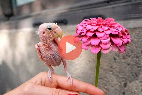 Viral ο «γυμνός» παπαγάλος που αλωνίζει «τρέχοντας» όλο το σπίτι | Βίντεο με Παπαγάλους