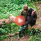 Βίντεο με Ζωα: Φύλακας του πάρκου παρηγορεί γορίλα που έχασε την μητέρα του