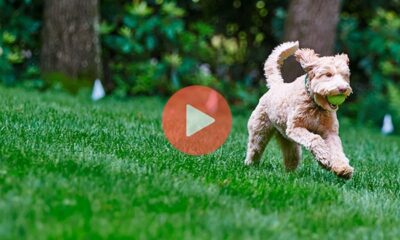 Μάχη για ένα κόκαλο | Βίντεο με Σκυλιά