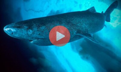 Το συγκεκριμένο είδος καρχαρία, που ονομάζεται "Pacific Sleeper Shark", εξαιτίας της χαρακτηριστικής βραδύτητας των κινήσεών του, ζει στις θάλασσες του βόρειου αρκτικού κύκλου | Βίντεο με Ψάρια