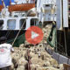 Το βίντεο μεταδόθηκε τον Απρίλιο από την οργάνωση Animals Australia και δείχνει ζώα στριμωγμένα, να αγωνιούν πάνω στα περιττώματά τους και να δυσκολεύονται να αναπνεύσουν στα ζεστά και με κακό εξαερισμό αμπάρια του πλοίου | Διεθνείς Ειδήσεις