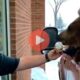 Αρκούδα τρώει παγωτό και γίνεται viral | Viral Ειδήσεις
