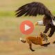 Επική μάχη αλεπούς με αετό με έπαθλο το άτυχο θήραμά τους | Βίντεο με Ζώα