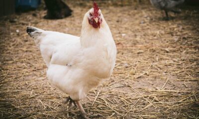 Κοτόπουλο Μπρες: Η ιστορία πίσω από το πιο ακριβό πουλερικό του κόσμου
