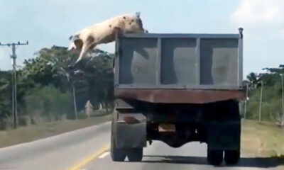 Γουρούνι πηδάει από φορτηγό που το μετέφερε στα σφαγεία για να σώσει τη ζωή του