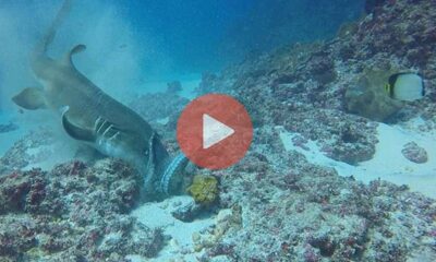Μια απίστευτη στιγμή μέσα στο βυθό της θάλασσας | Βίντεο με Καρχαρίες
