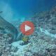 Μια απίστευτη στιγμή μέσα στο βυθό της θάλασσας | Βίντεο με Καρχαρίες