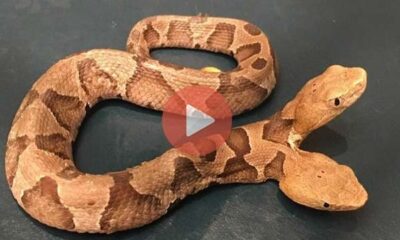 Βρέθηκε σπάνιο φίδι με δύο κεφάλια | Βίντεο με Φίδια