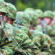 Προσλήψεις 15.000 Επαγγελματιών Οπλιτών στις Ένοπλες Δυνάμεις