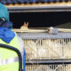Εν μέσω Covid-19 η ΕΕ προειδοποιεί για τη γρήπη των πτηνών