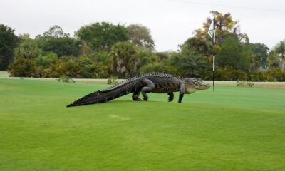 Τεράστιος αλιγάτορας βγήκε για βόλτα σε γκολφ κλαμπ