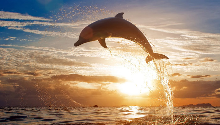 Δελφίνια: «Μιμούνται» τον άνθρωπο – Νέα έρευνα ανατρέπει τα δεδομένα