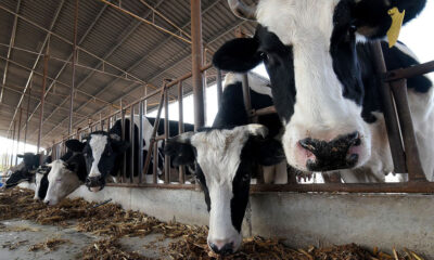 Κίνα: Επιστήμονες κλωνοποίησαν «σούπερ αγελάδες» για να παράξουν μεγάλες ποσότητες γάλακτος