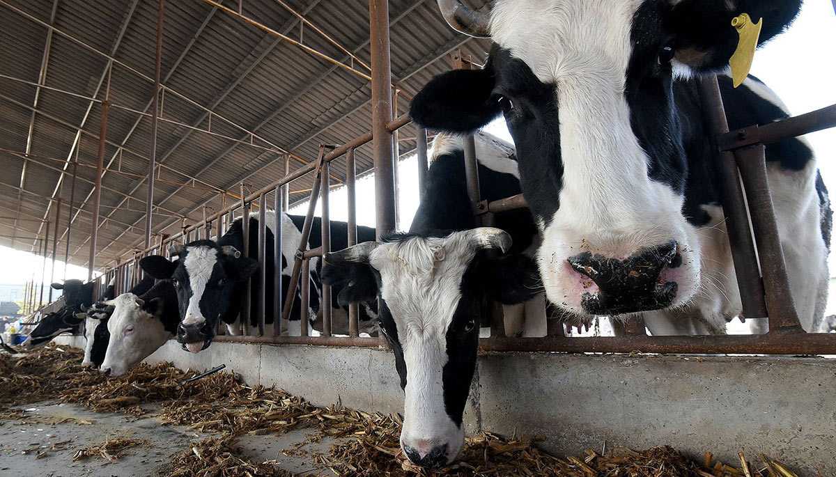 Κίνα: Επιστήμονες κλωνοποίησαν «σούπερ αγελάδες» για να παράξουν μεγάλες ποσότητες γάλακτος