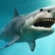 Τα λείψανα αγνοούμενου βρέθηκαν στο στομάχι καρχαρία