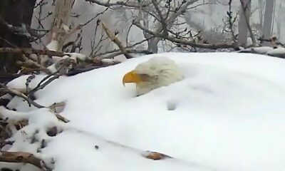 Αετός βρέθηκε θαμμένος μέχρι το κεφάλι από χιόνι για να προστατέψει τα αυγά του