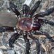 Η συγκεκριμένες σπάνιες αράχνες μμπορούν να φτάσουν τα 5 εκατοστά σε μήκος και τα θηλυκά μπορούν να ζήσουν έως και 20 χρόνια στη φύση